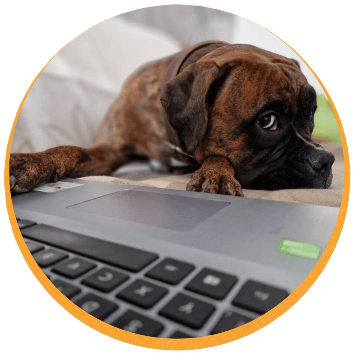 Bürohund Akira – unser Gute-Laune-Manager im Team